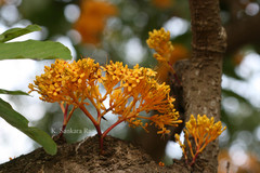 Saraca thaipingensis